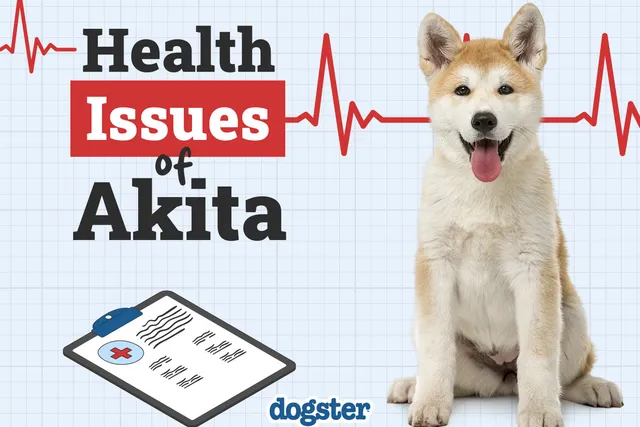10 Akita Health Issues You Need to Know (Vet Answer)