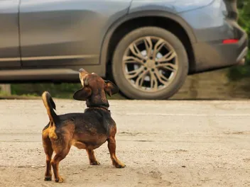 How To Stop Your Dog From Barking at Cars: 10 Key Tips