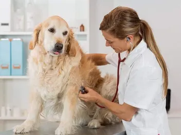 Irregular Heartbeat in Dogs: Our Vet Explains Signs, Causes & Care