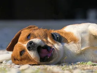 Canine Parainfluenza in Dogs: Vet-Approved Causes, Signs & Treatments