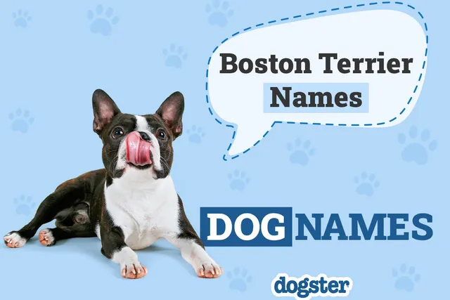150+ Boston Terrier Names: Unique and Popular Male & Female Ideas