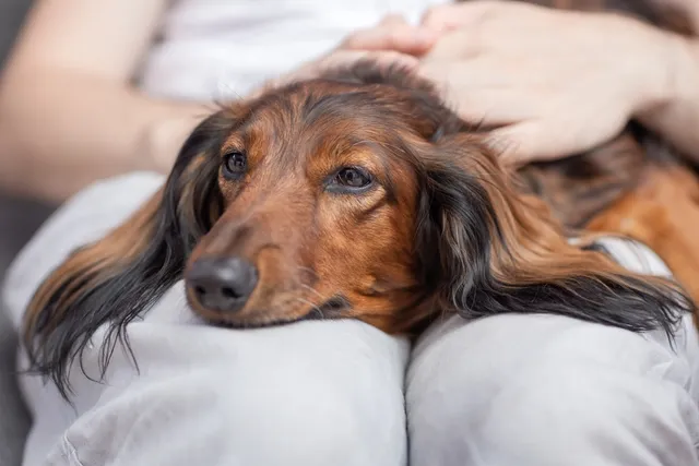 How Do I Know if My Dog Is Dying or Just Sick? Our Vet Explains the 9 Signs to Look For