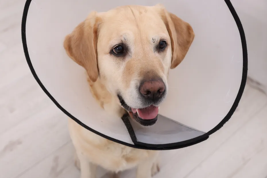 Labrador Retriever dog with protective cone collar indoors