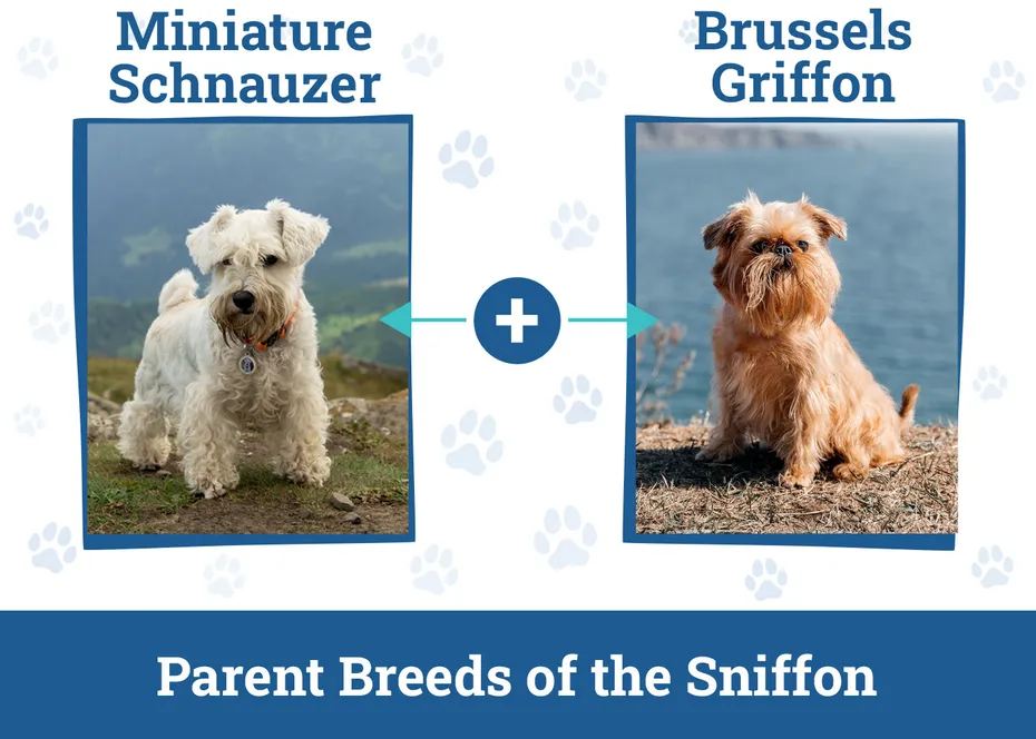 Parent Breeds of the Sniffon