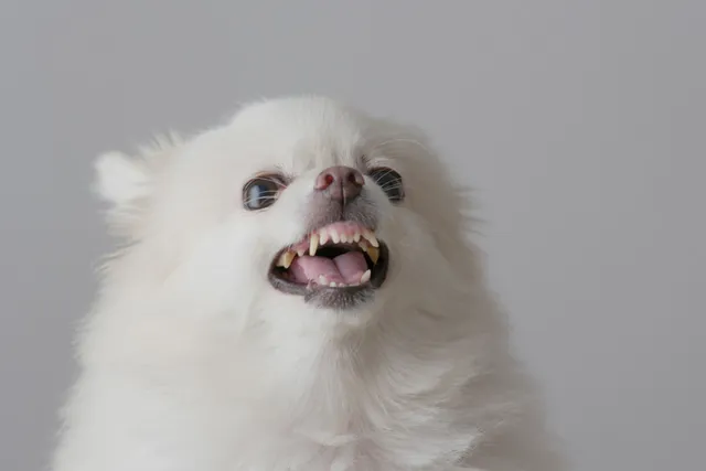 Why Is My Dog Becoming Aggressive? 10 Vet-Verified Reasons Explained