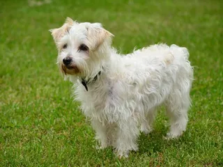 Jack A Poo (Jack Russell Terrier & Miniature Poodle Mix): Info, Pictures & Care