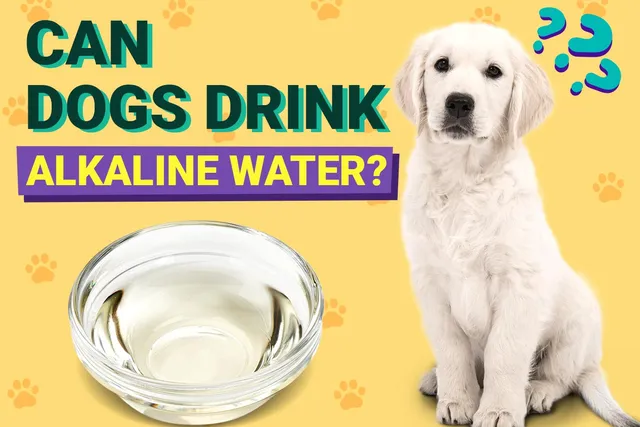 Can Dogs Drink Alkaline Water? Benefits & Safety Advice (Vet Answer)