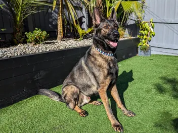 Kodah and the Sneaky Chicken: The Challenge of Feeding an Itchy Dog