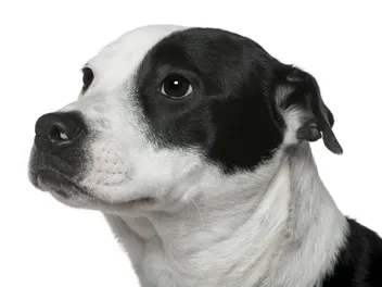 Border Collie Bull Staffy: Info, Pictures, Care Guide & More