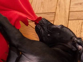 Why Does My Dog Steal My Blanket? 5 Vet-Verified Reasons & Tips