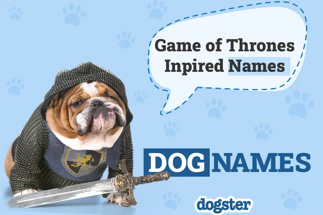 150 Game of Thrones-Inspired Dog Names: Ideas for Noble & Strong Pups