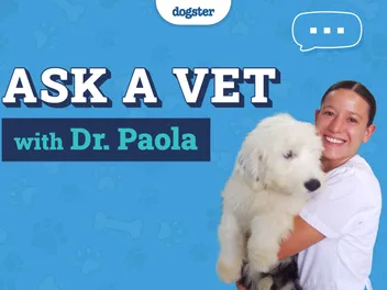 Ask Dr. Paola - Euthanasia, Limping & Gait (November 10, 2025)