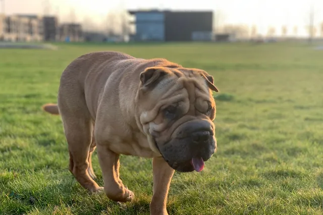 Bullpei (Bulldog & Chinese Shar Pei Mix): Info, Pictures & Care