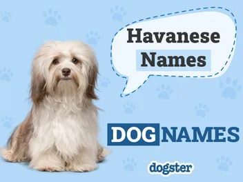 150+ Havanese Names: The Best & Most Popular in 2026