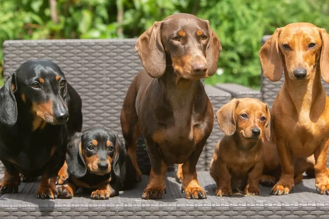 Dachshund Dog Breed: Vet-Verified Info, Pictures, Care & More