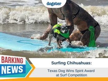Surfing Chihuahuas: Texas Dog Wins Spirit Award at Surf Competition
