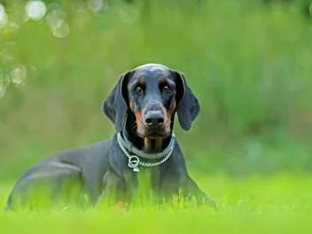 Are Dobermans Smarter Than Average Dogs? Vet-Approved Facts