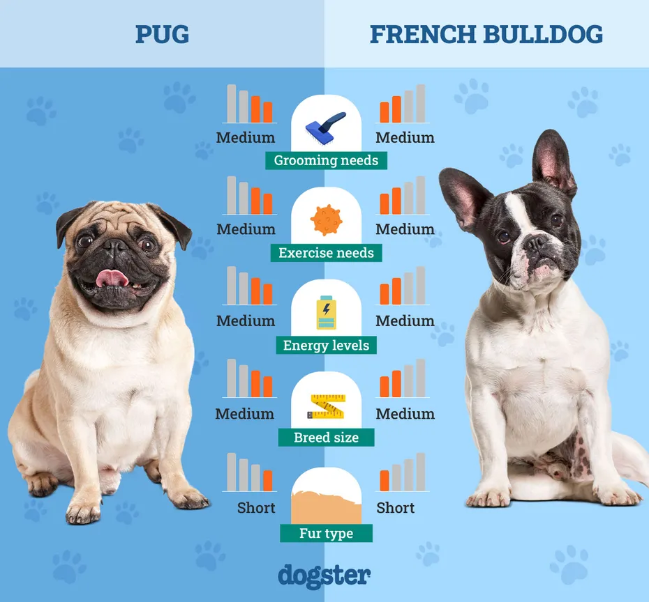 Dogster_Side by Side Comparison_ Pug vs French Bulldog