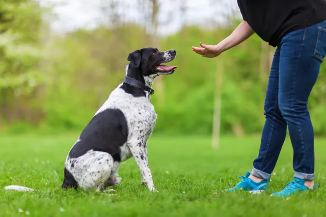Reactive Dog Training: 7 Vet-Approved Tips to Help Your Dog Relax