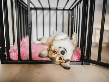 13 DIY Dog Crate Table Plans You Can Make Today (With Pictures)