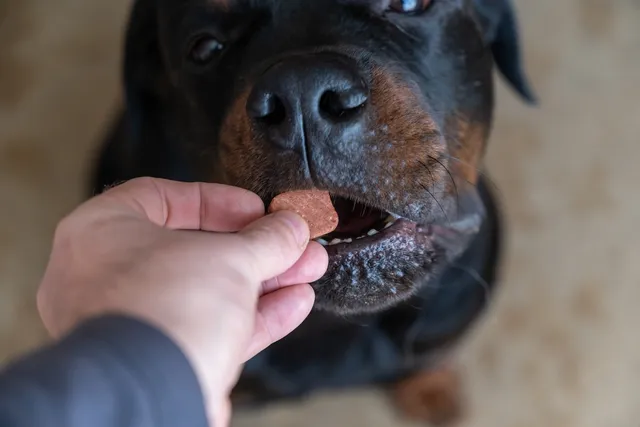 How Often Should I Deworm My Dog? Our Vet Explains When, Timings & Schedule