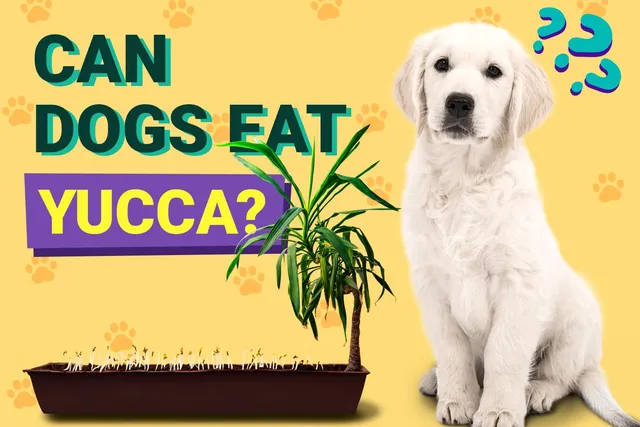 Can Dogs Eat Yucca? Vet-Verified Facts & FAQ