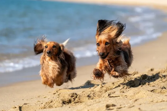 Are Dogs Allowed on Anna Maria Island Beaches? 2026 Update & Dog-Friendly Spots Nearby