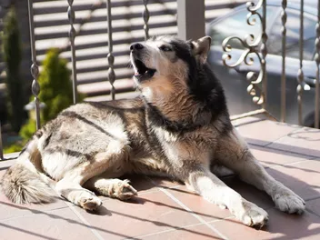 Debarking a Dog: What It Is, Legality & Ethics (Vet Answer)