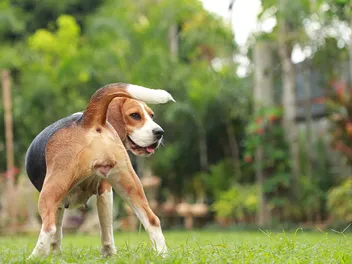 Proestrus and Estrus Phases in the Dam Cycle in Dogs: Signs & Tips
