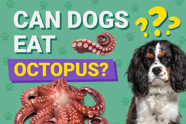 Can Dogs Eat Octopus? Vet-Approved Nutrition Info & Risks