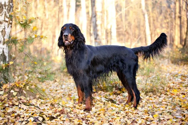 Gordon Setter: Info, Pictures, Facts & Traits