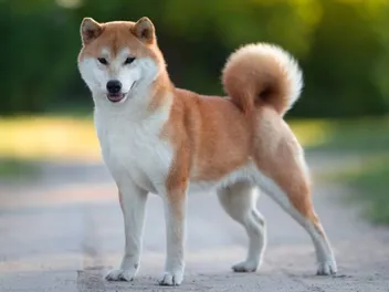 Shiba Inu Breed Info, Pictures, Traits & Care Guide