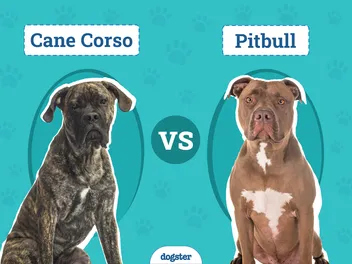 Cane Corso vs Pitbull: Differences Explained (With Pictures)