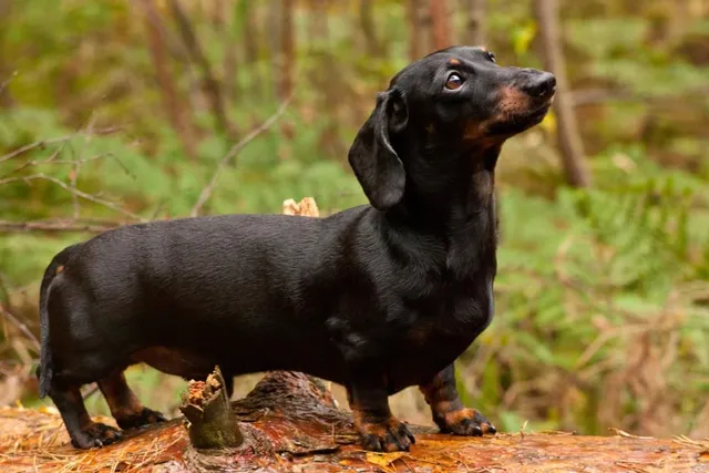 10 Fun Dachshund Facts to Discover: Vet-Verified Guide