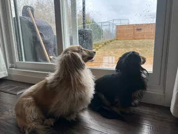 Dachshunds in Spring: Draper and Rue's Rainy Day Blues