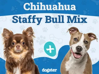 Chi Staffy Bull Dog Breed: Info, Pictures, Care Guide & More