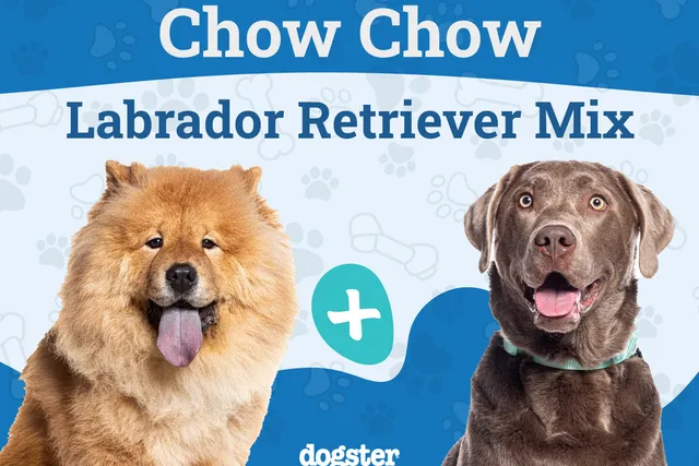 Chabrador Dog Breed: Info, Pictures, Care, & Facts