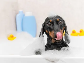 11 Best Dog Shampoos in 2026: Reviews & Top Picks