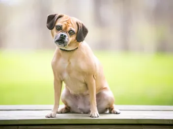 12 Incredible Puggle Facts You May Not Know (Vet-Reviewed)