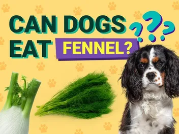 Can Dogs Eat Fennel? Vet-Verified Facts & Info