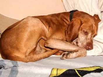 Are Vizslas Prone to Allergies? Vet-Verified Signs & Treatment