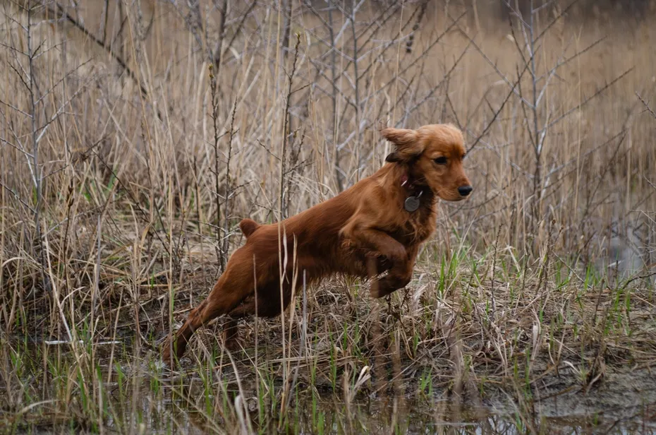 cocker-spaniel-running-and-jumping-in-grass