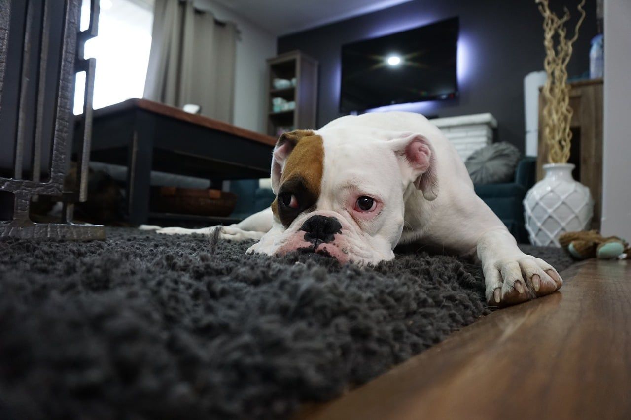 boxer dog laying on the carpet looking a bit sad