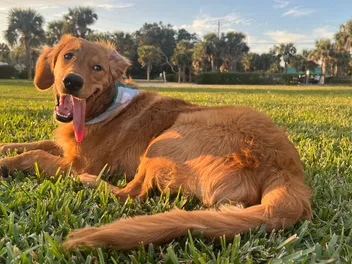 Thor: The Golden Retriever Who Changed My Life