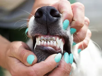 Braces for Dogs: Effectiveness & Costs (2026 Update)