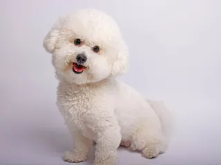 Bichon Frise Colors & Patterns (With Info & Pictures)