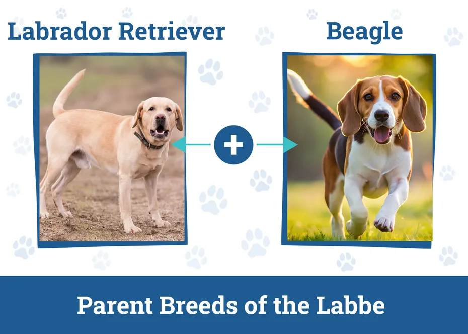 Parent Breeds of the Labbe