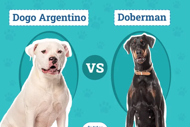 Dogo Argentino vs. Doberman: Key Differences (With Info & Pictures)