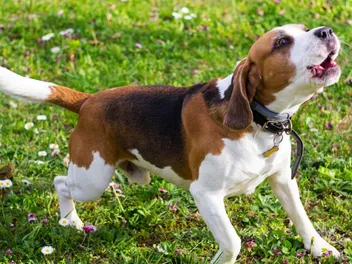 How to Handle a Dog's Teen Rebellious Phase: 8 Tips & Tricks