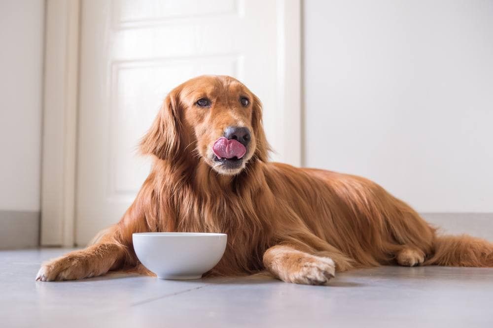 dog eating out of a bowl